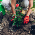 Rose cultivation for beginners: a complete guide from purchasing to flowering