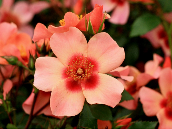 10 Most Beautiful Rose Varieties: Which One Should You Plant in Your ...