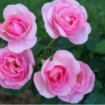 10 Most Beautiful Rose Varieties: Which One Should You Plant in Your Garden?
