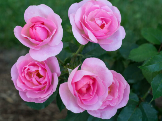 10 Most Beautiful Rose Varieties: Which One Should You Plant in Your Garden?