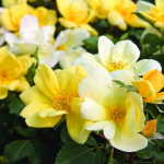 Top 5 rose varieties best suited for balconies/small spaces