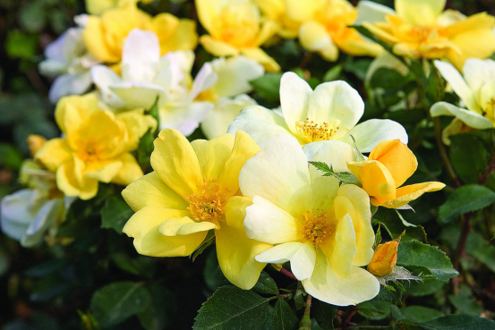 Top 5 rose varieties best suited for balconies/small spaces