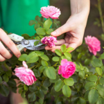 How to properly prune roses? Experts teach you the best time to prune