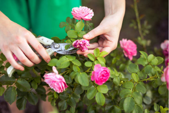 How to properly prune roses? Experts teach you the best time to prune