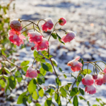 Winterizing tips for roses: How to protect them from frost damage?