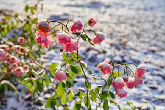 Winterizing tips for roses: How to protect them from frost damage?