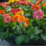 10 most beautiful daisy varieties: from classic white daisies to rare colored ones