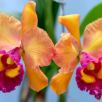 Cattleya Orchid Beginner’s Guide | Seedling selection, cultivation and daily care are not difficult at all