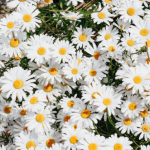 Daisy Flower Meaning and Symbolism: A Gentle Symbol from Mythology to Modern Life
