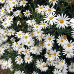 A Complete Guide to Growing Daisies: From One Seed to a Garden of Joy
