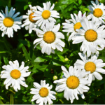 What to do when daisy leaves turn yellow? A small first aid guide for you who are “in a hurry”
