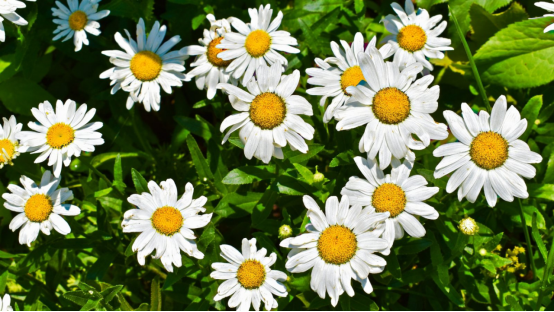 What to do when daisy leaves turn yellow? A small first aid guide for you who are “in a hurry”