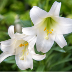 A complete guide to growing lilies in the garden: how to avoid leggy growth and disease