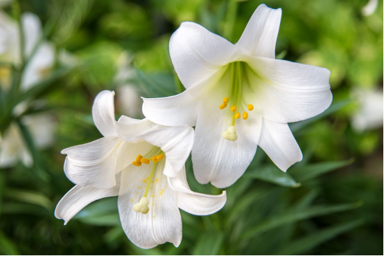 A complete guide to growing lilies in the garden: how to avoid leggy growth and disease