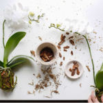 The Secret to Slow-Growing Orchids: The Wisdom of Respecting Growth Rhythms and Patiently Awaiting Flowering.