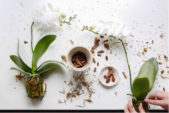 The Secret to Slow-Growing Orchids: The Wisdom of Respecting Growth Rhythms and Patiently Awaiting Flowering.