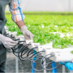 Slow-growth hydroponics: Gentle care techniques from rooting to shaping