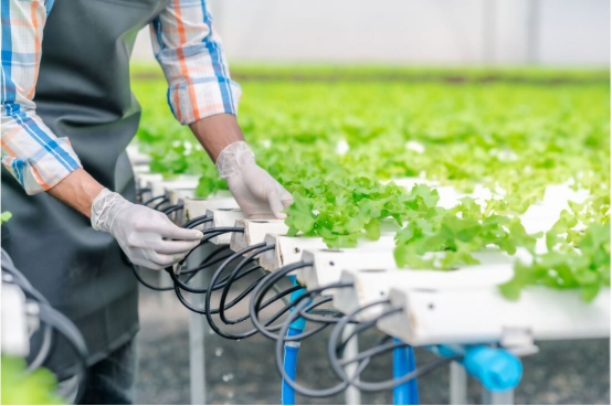 Slow-growth hydroponics: Gentle care techniques from rooting to shaping