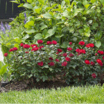 Rose Care for Beginners: The Basic Method of Nourishing the Roots Before Blooming