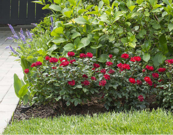 Rose Care for Beginners: The Basic Method of Nourishing the Roots Before Blooming
