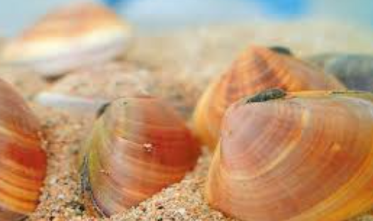 The Ultimate Guide to Marine Life Survival: Ecosystems, Adaptations, and Deep Ocean Wonders