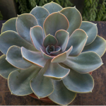 The Ultimate Guide to Slow Gardening: Mastering Succulents, Herbs, Moss, and Bulbs