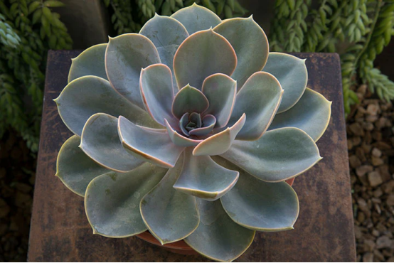 The Ultimate Guide to Slow Gardening: Mastering Succulents, Herbs, Moss, and Bulbs