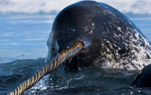 Wonders of the Deep: An In-Depth Guide to Narwhals, Lanternfish, and the Nautilus