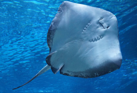 The Ultimate Guide to Ray Fish: Ocean’s Graceful Gliders