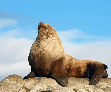 Guardians of the Deep: A Comprehensive Guide to Marine Megafauna