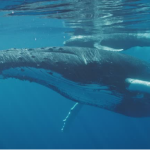 The Ultimate Guide to Whales: Communication, Migration, and Ethical Encounters