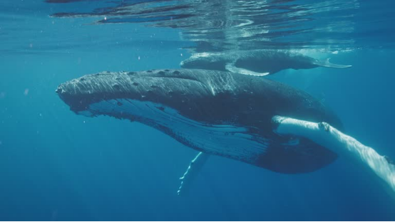 The Ultimate Guide to Whales: Communication, Migration, and Ethical Encounters