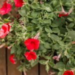 Mastering Flower Gardening: The Ultimate Guide to Growing and Caring for Vibrant Blooms