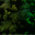 Unveiling the Ocean’s Secrets: A Deep Dive into Marine Life Wonders