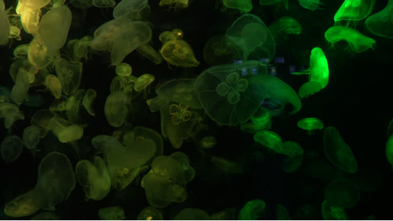 Unveiling the Ocean’s Secrets: A Deep Dive into Marine Life Wonders