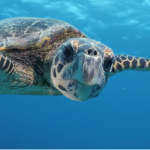 The Ultimate Guide to Sea Turtle Migration and Leatherback Biological Marvels