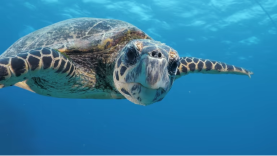 The Ultimate Guide to Sea Turtle Migration and Leatherback Biological Marvels